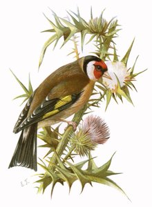 Goldfinch